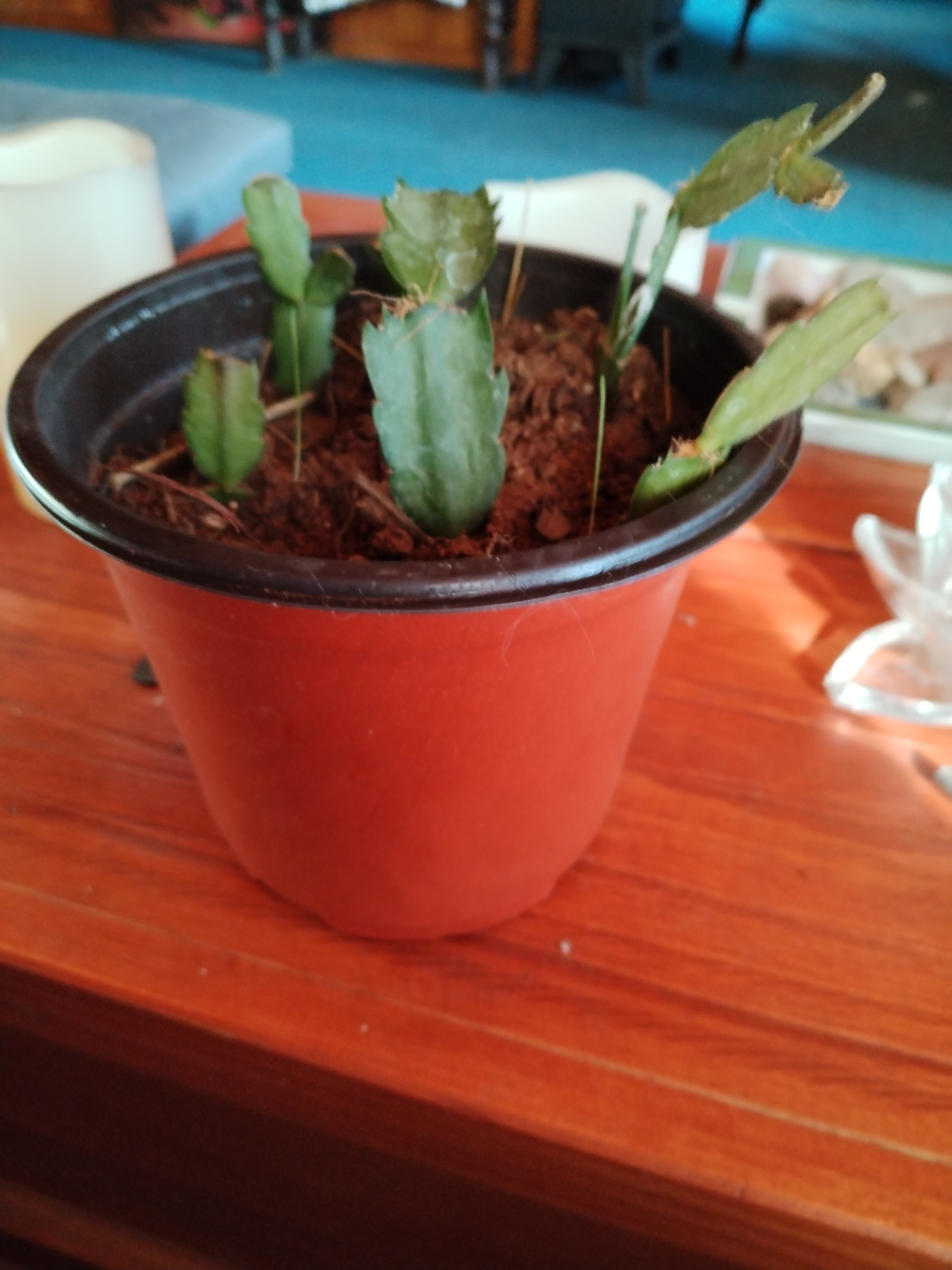 Cactus de Navidad