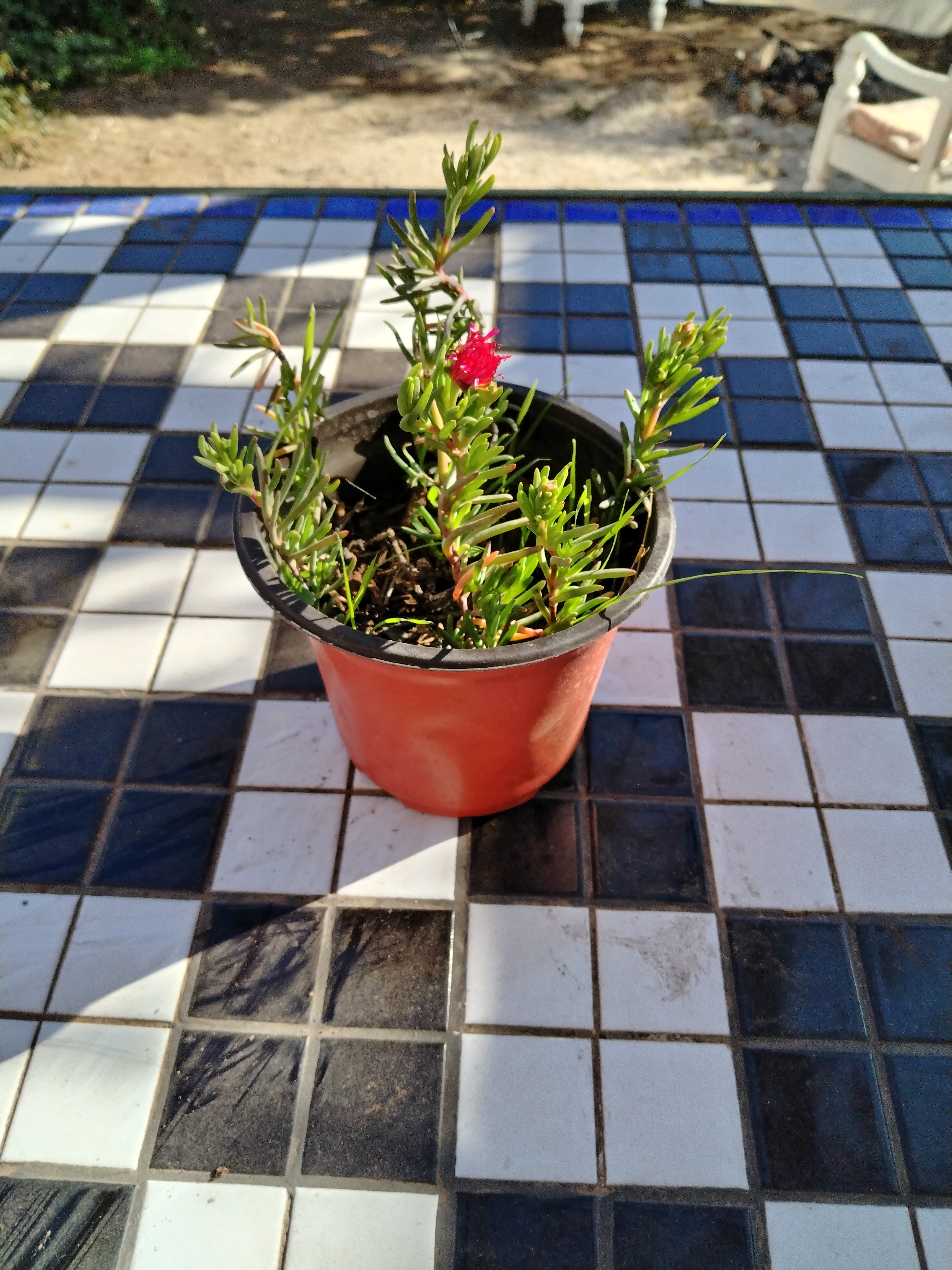 Rayito de sol