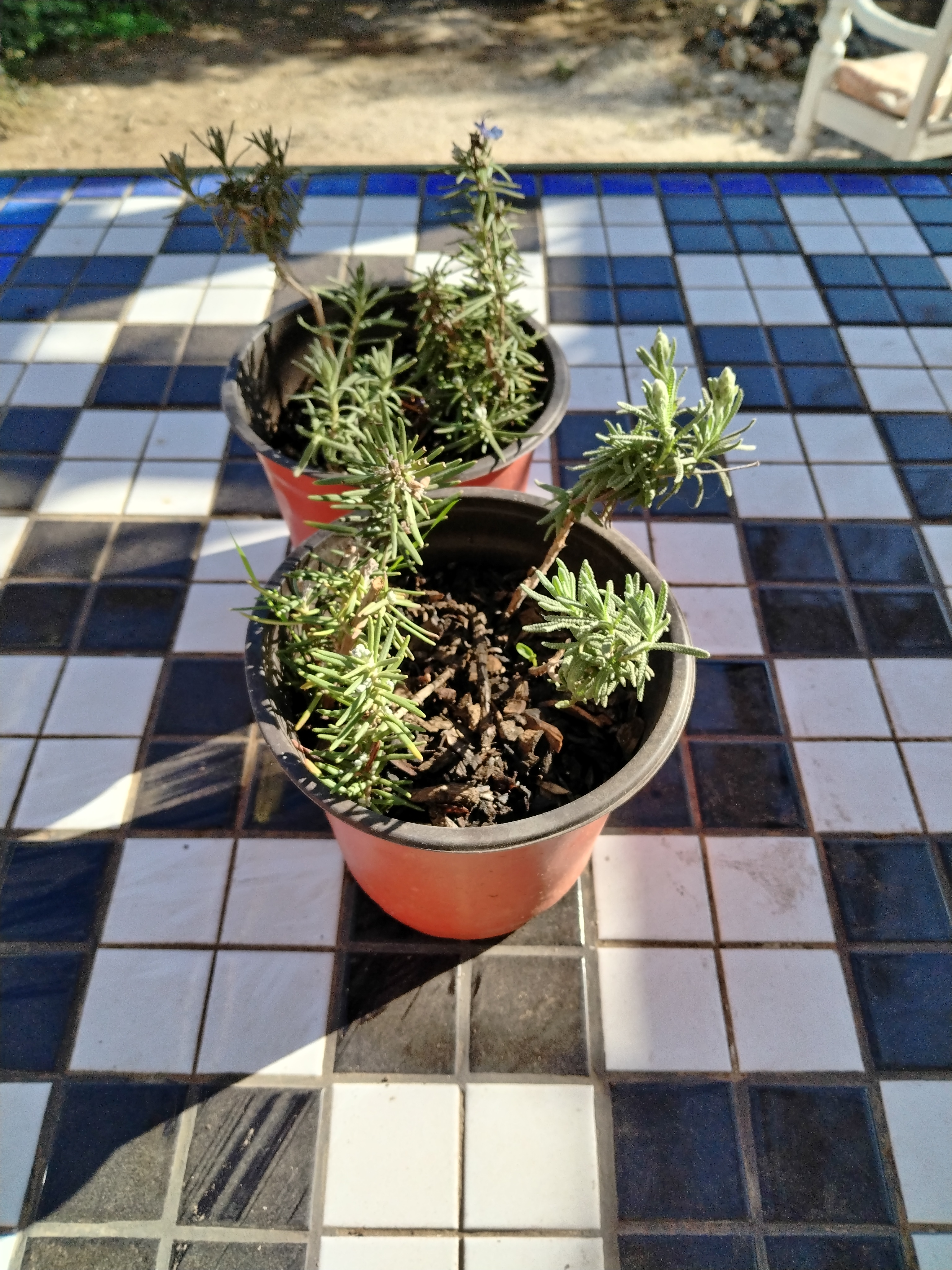 Romero y lavanda