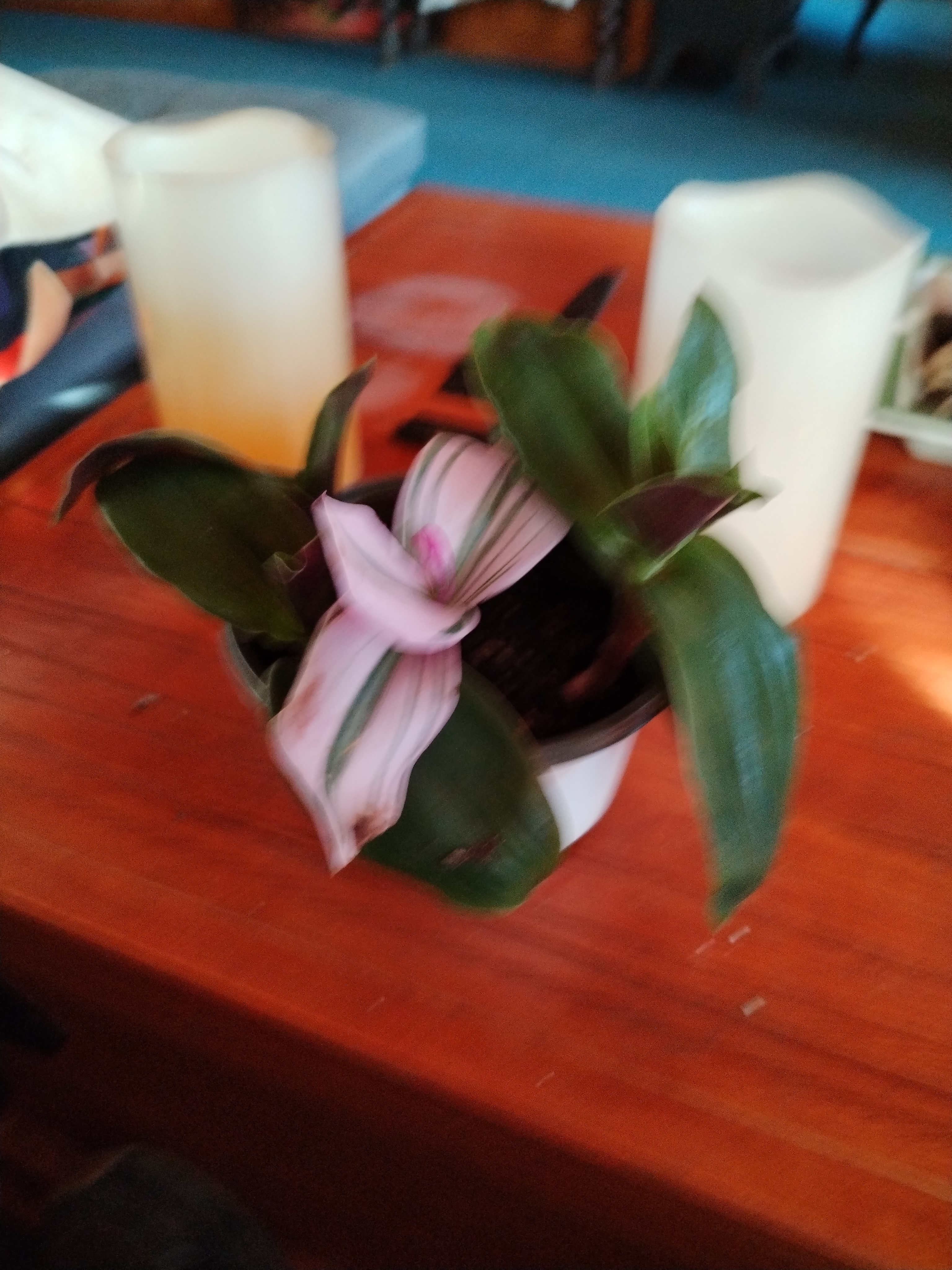 Tradescantia
